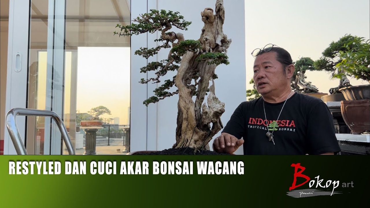 RESTYLED DAN CUCI AKAR BONSAI WACANG
