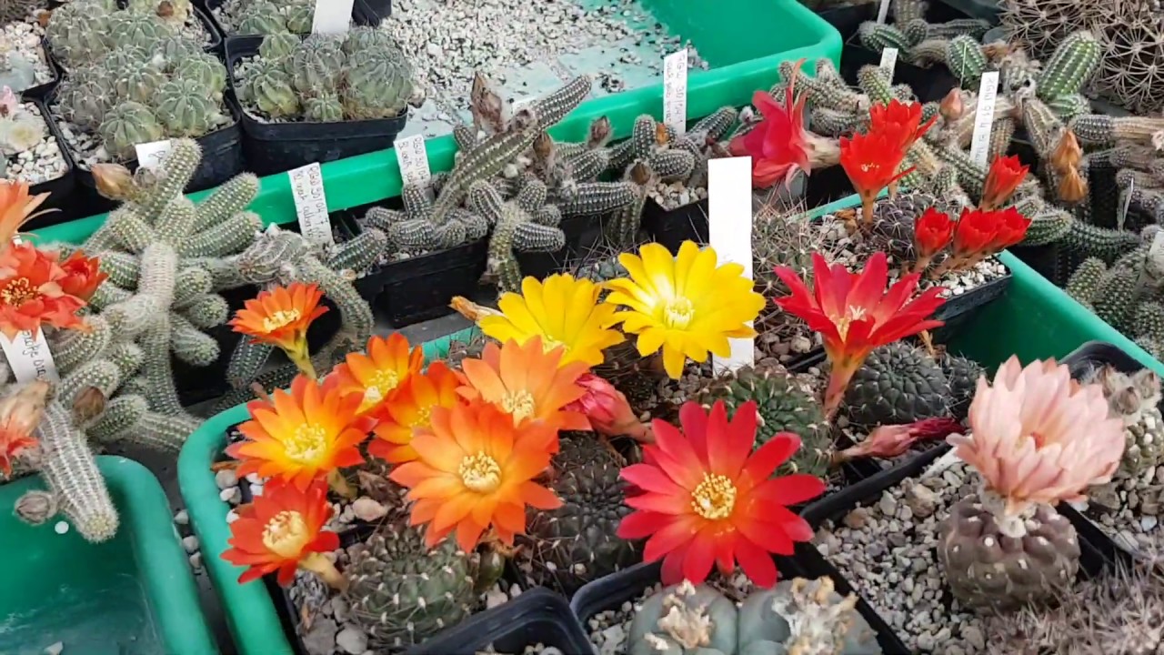 2020.79.Посещение теплицы  #Wessner Andreas# #Visit to the greenhouse of a famous German cactus#