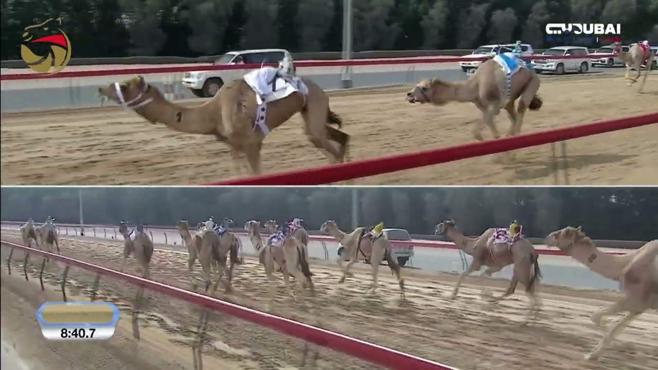 حول وزمول للقبائل - المرموم 08-02-2026 ش15 النصر لـ أحمد سالم سعيد حلوكه 12:34:4