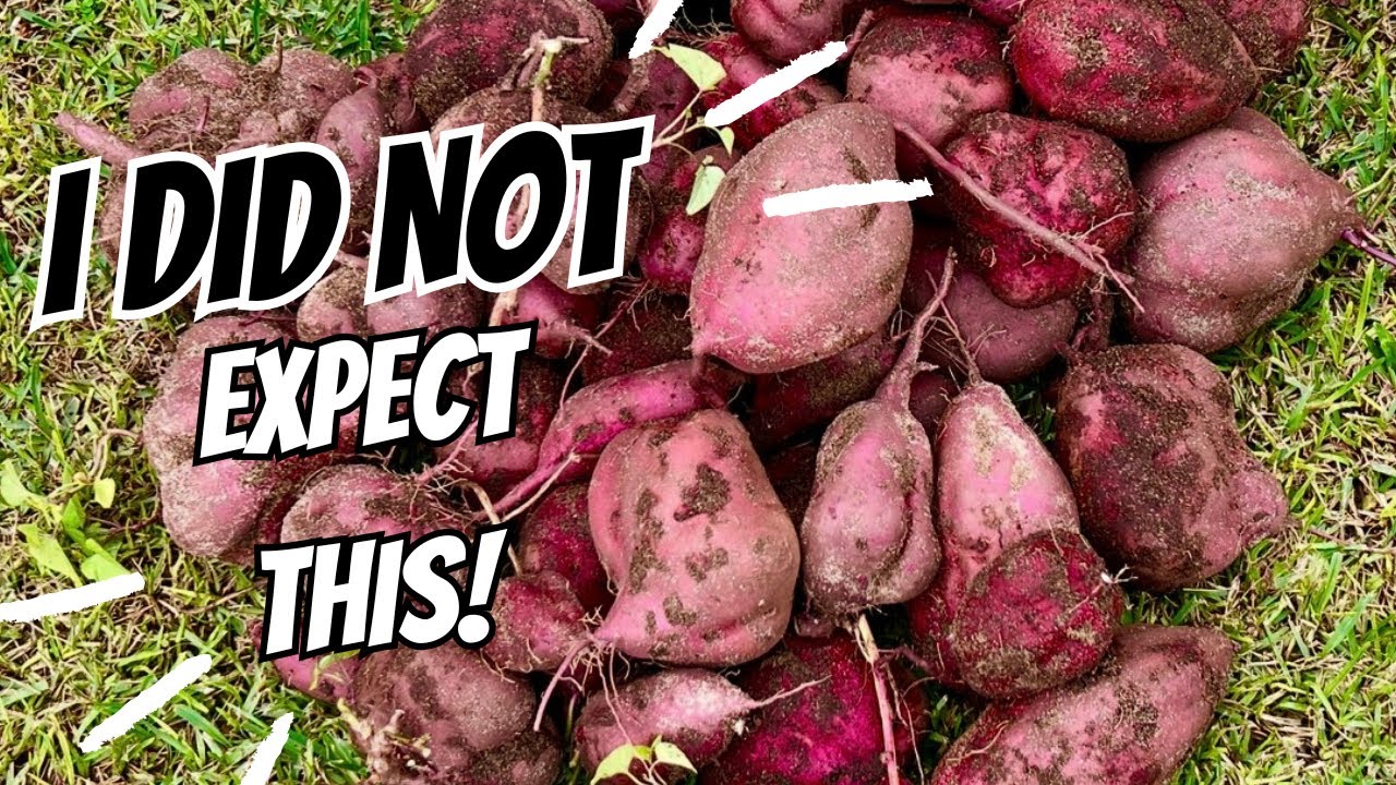 Huge Sweet Potato Harvest 🍠 💪….. But Then I Spotted Something Moving In The Vines 🐸 🌿