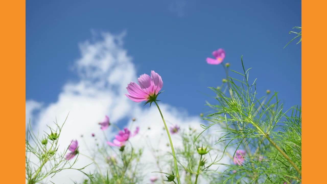Elaris-🎵❤️Vzpomínka pro babičku   / Žánr: šlágr / rodinná píseň / vzpomínková balada 🍂🕯️🌾