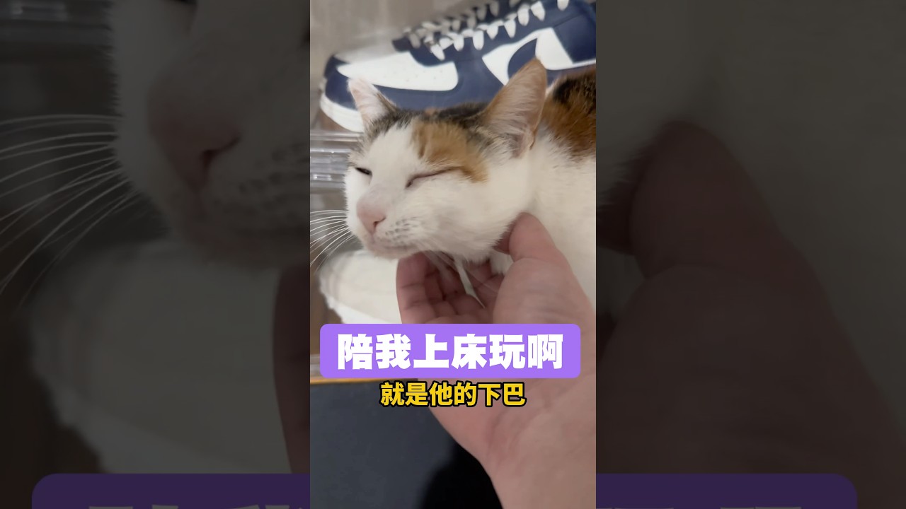 貓舌頭都刺刺的，還是不太習慣被貓舔。#貓 #貓咪 #貓咪日常