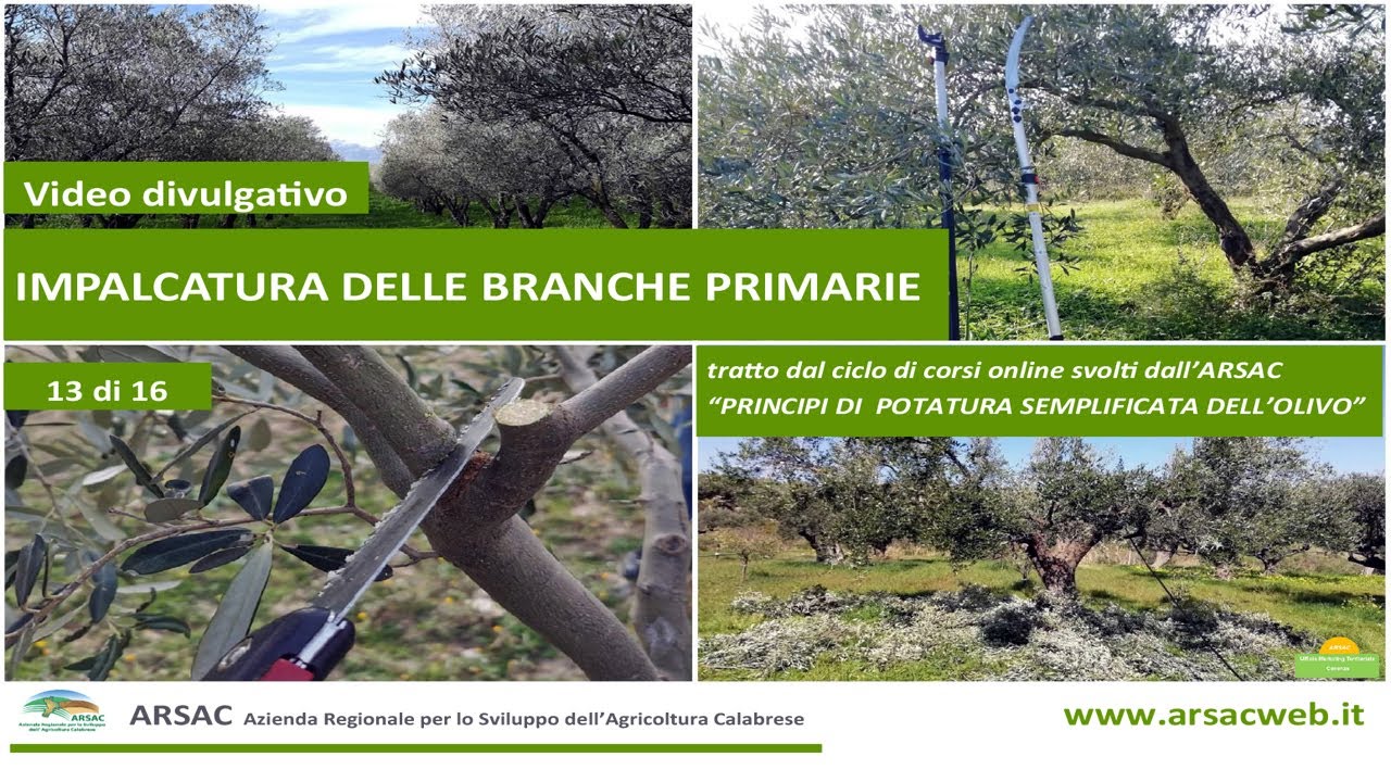 13. Impalcatura delle branche primarie - Principi di potatura semplificata dell'olivo