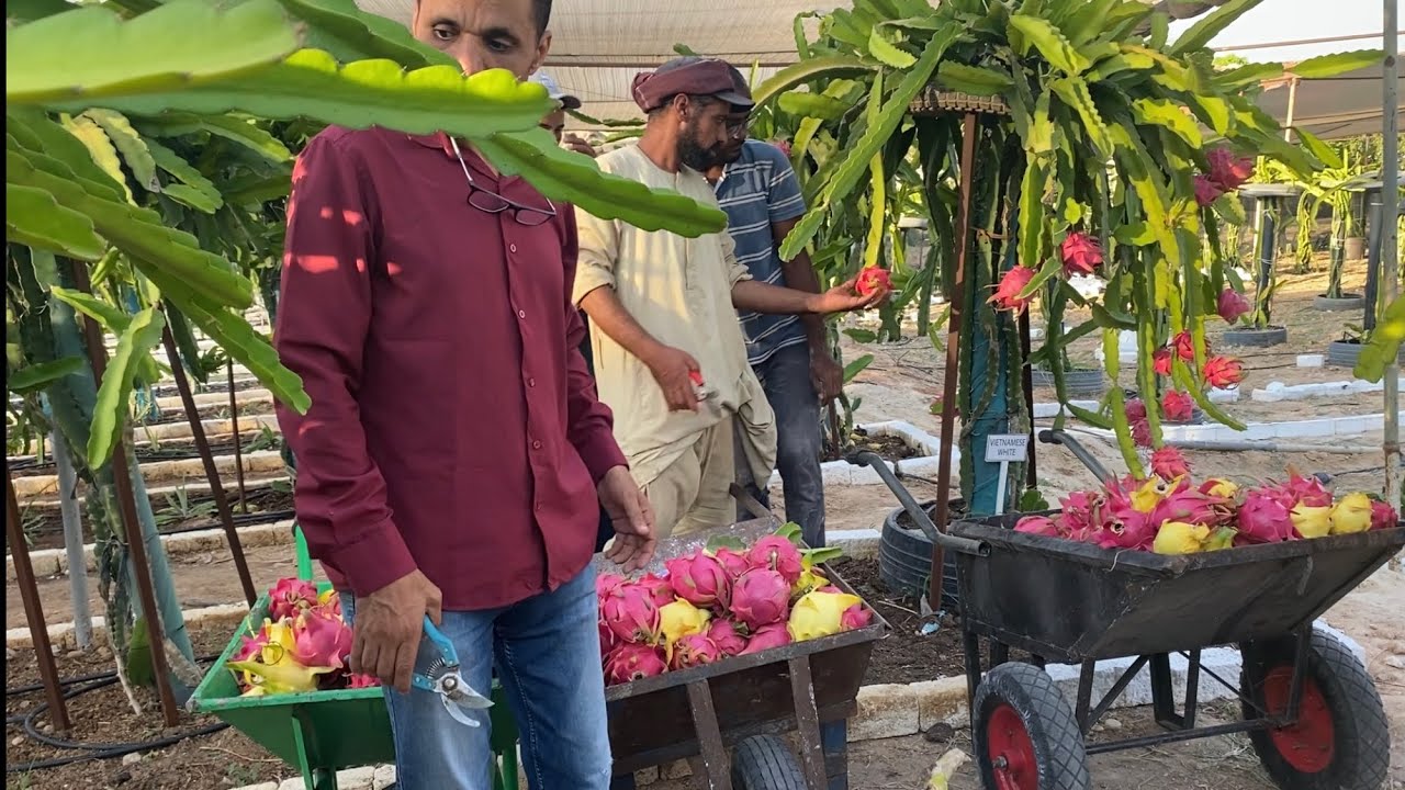 الحلقة ١٩٩ يوم فى مزرعة EGY Pitaya وجمع ثمار الدراجون Harvest day at EGY Pitaya Ranch