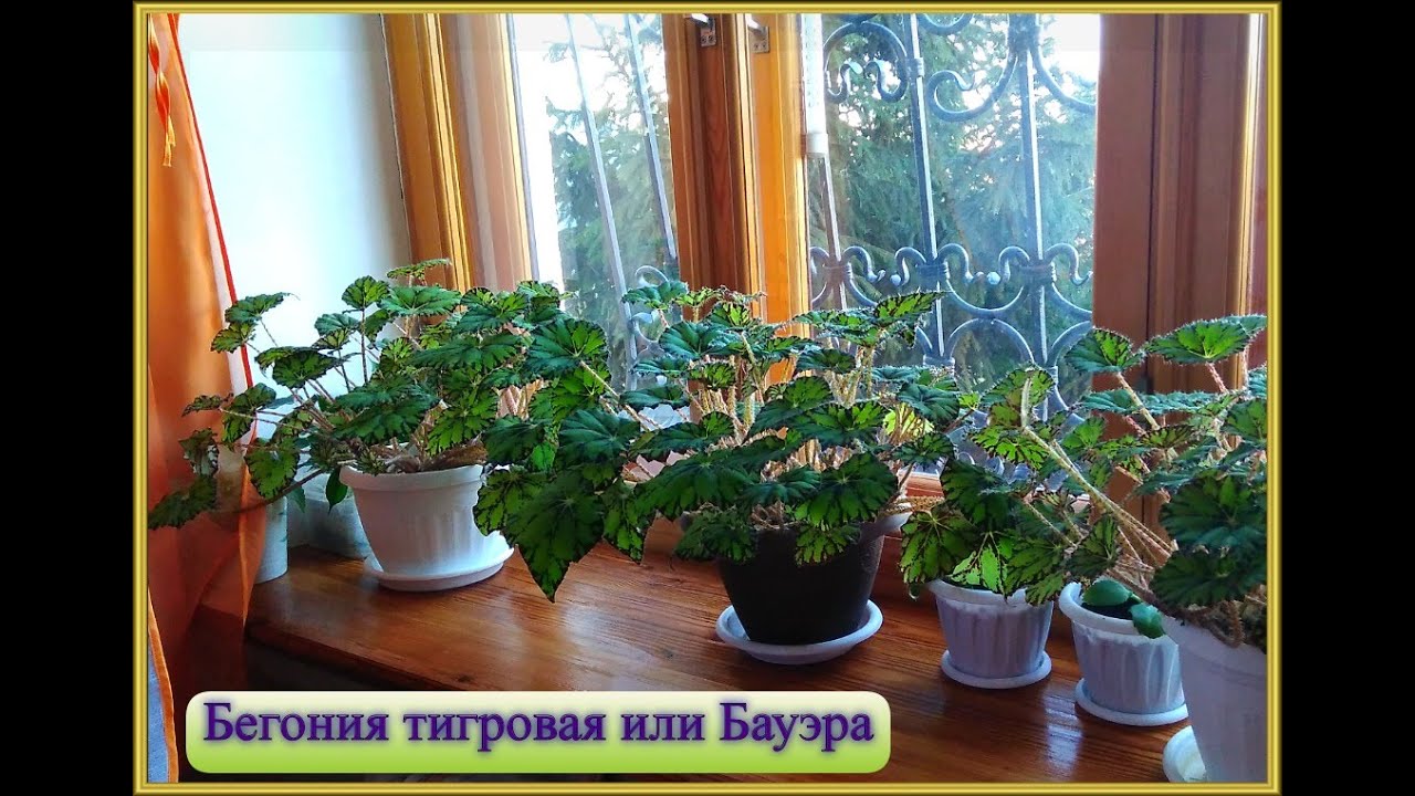 ❧Бегония Бауэра или тигровая бегония ❧ Моё комнатное растение