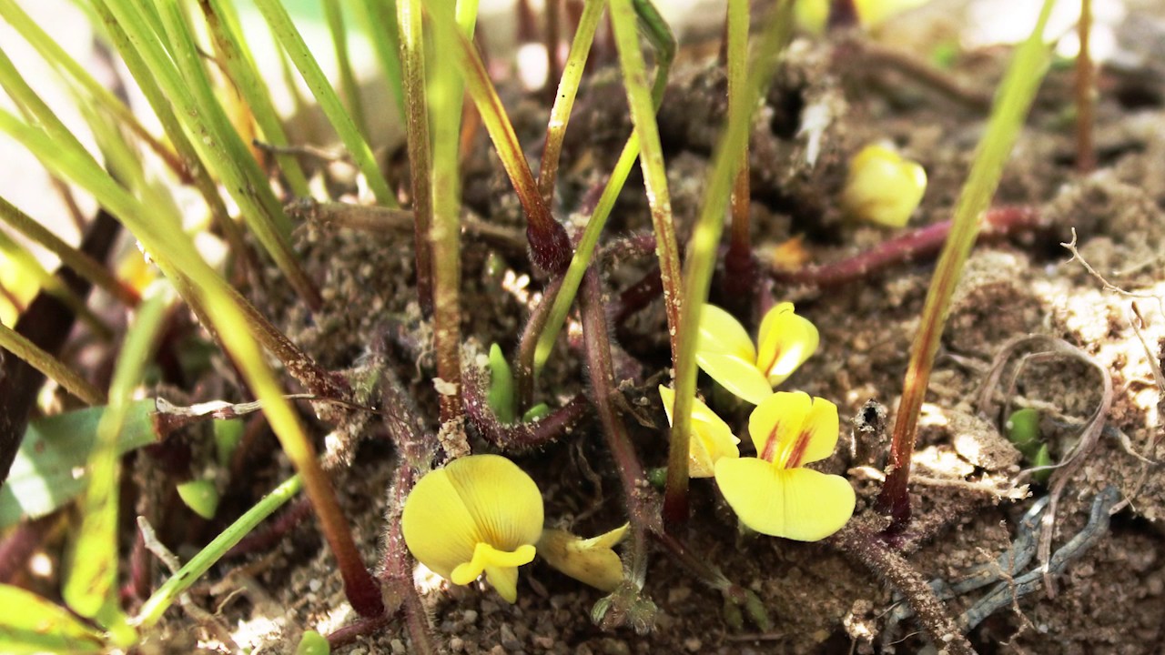 #CONNECTProject: Flowering and podding of bambara groundnut