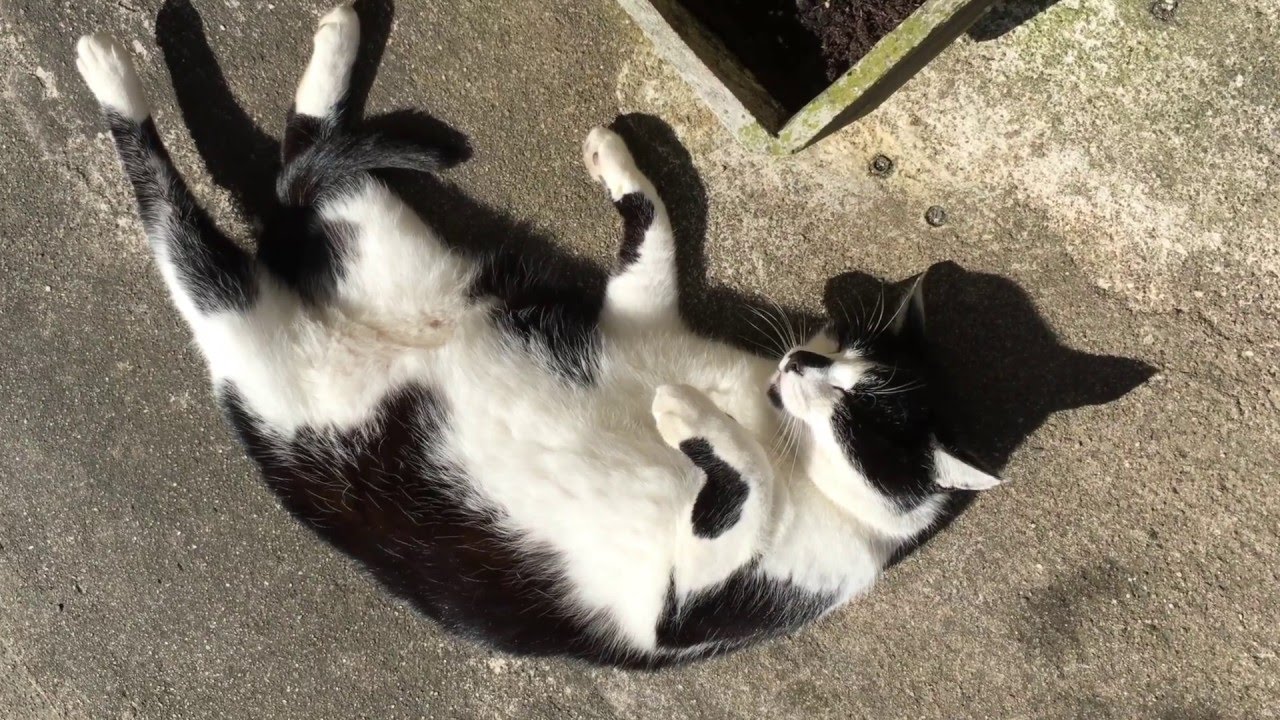 Lizzy im Sonnenschein / Lizzy in the sun