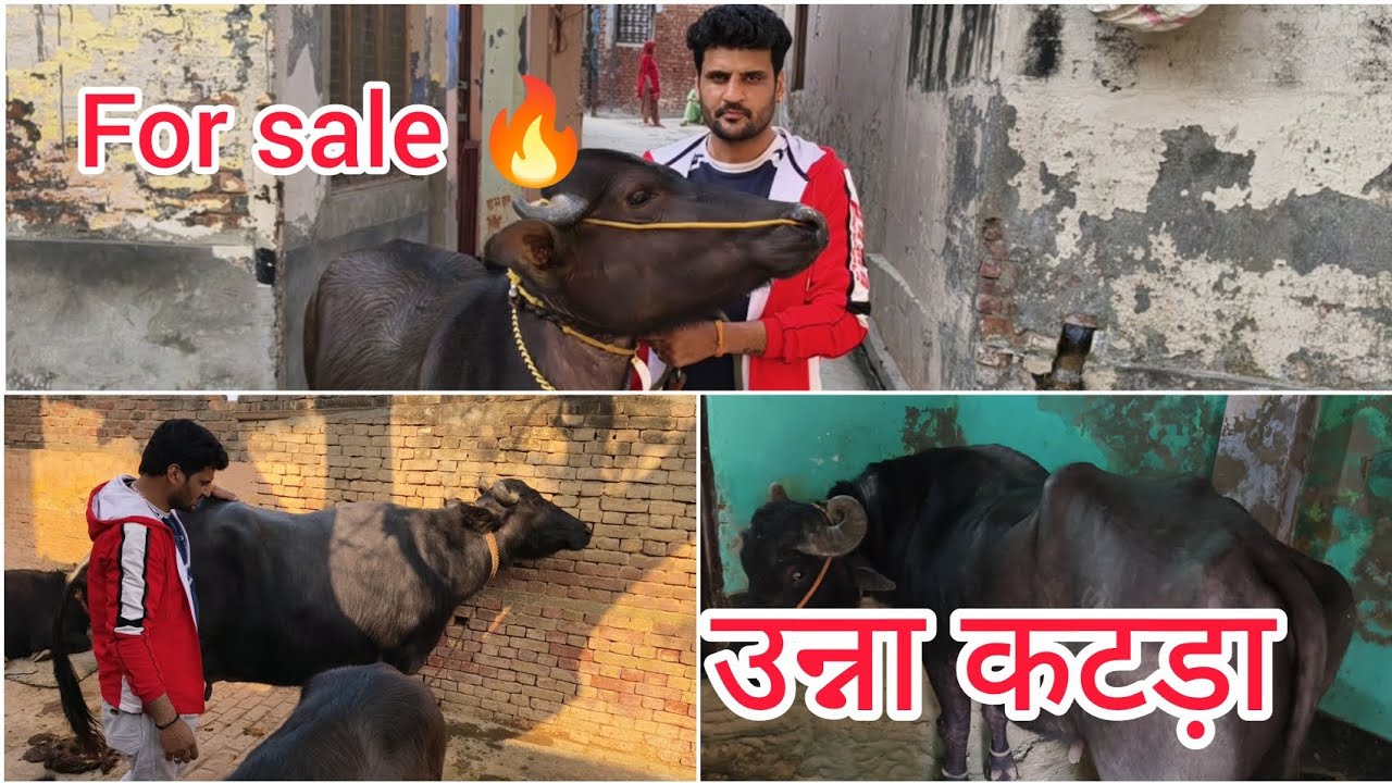 अजनीर बामनौली के पास पट्टी की रेस का उन्ना कटड़ा For sale 🔥@KapilTomar_07 