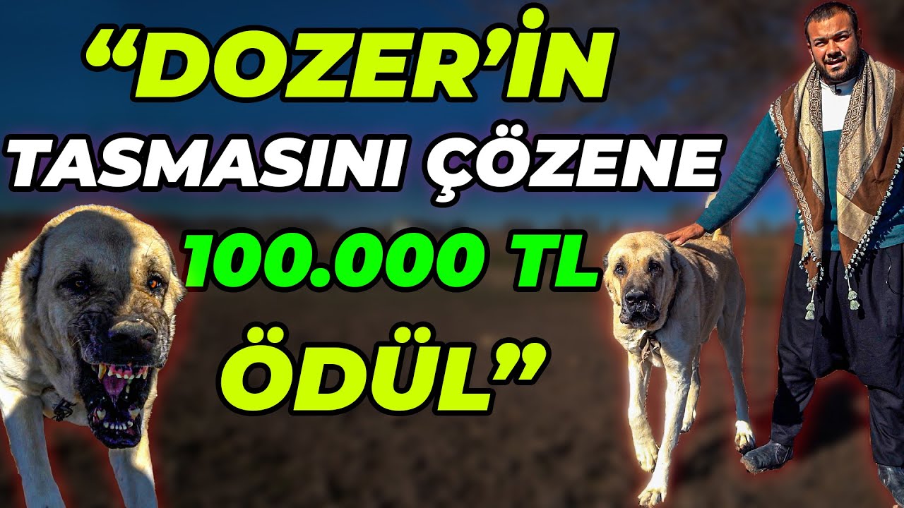 BAŞINI SEVENE 20.000, TASMASINI ÇÖZENE 100.000 TL HEDİYE! - Urfa Gureğh Çoban Köpeği Dozer