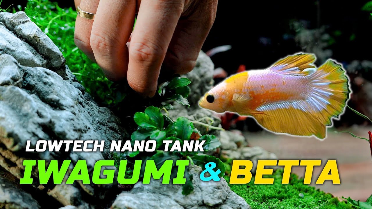 Nano Lowtech Tank: Iwagumi Aquascape for Betta Fish - Step-by-Step Tutorial, Planted Aquarium.