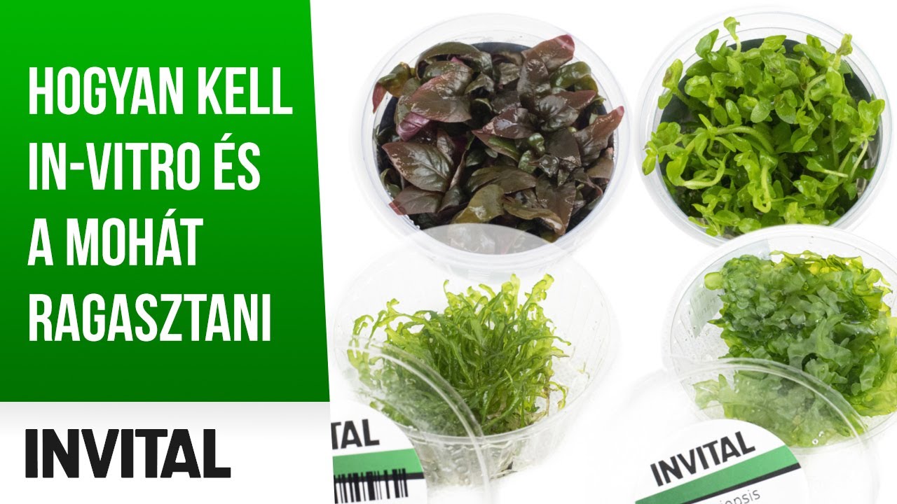 Hogyan kell in-vitro és a mohát ragasztani | INVITAL 🌱