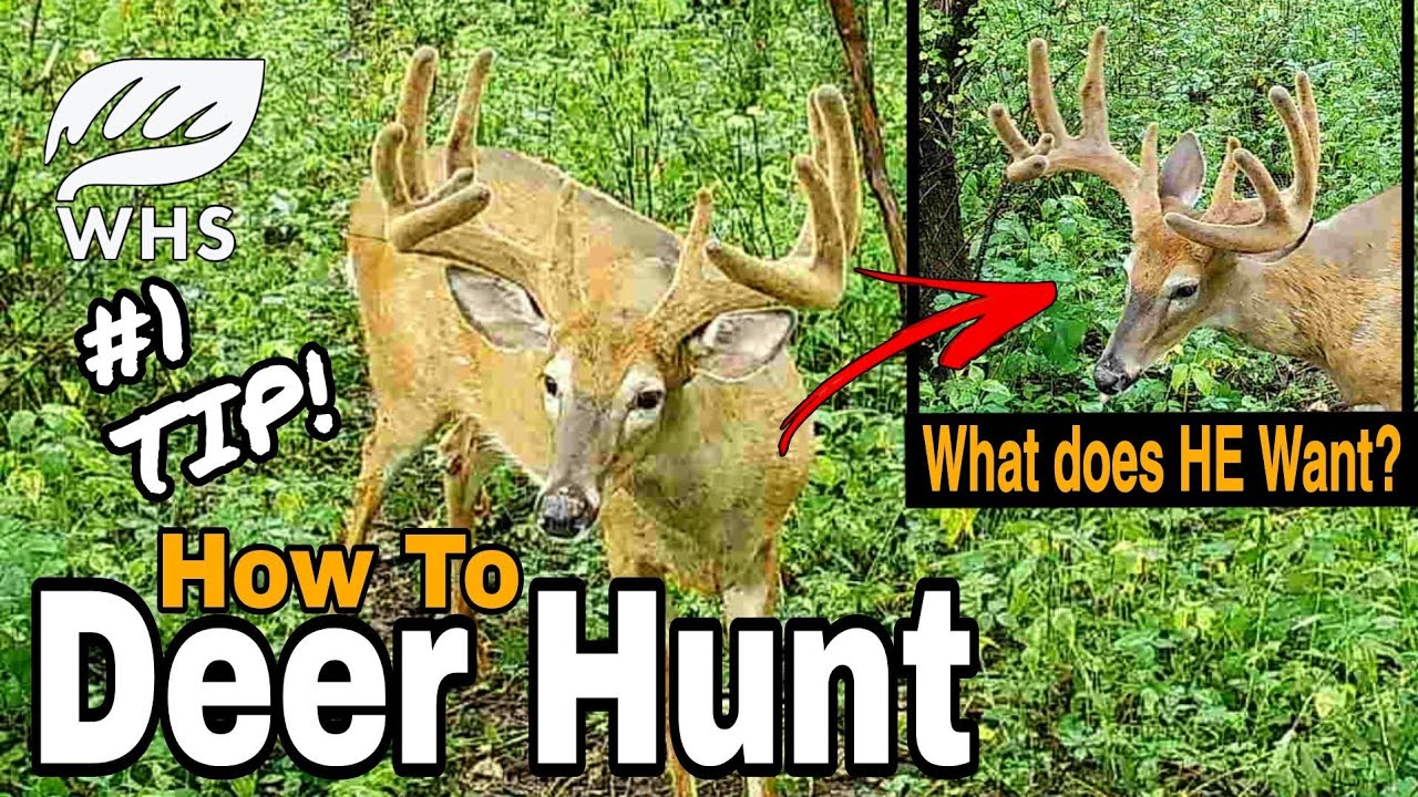 #1 Deer Hunting Tip