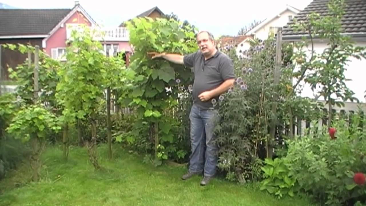 Die einfachste Art Tafeltrauben zu pflanzen