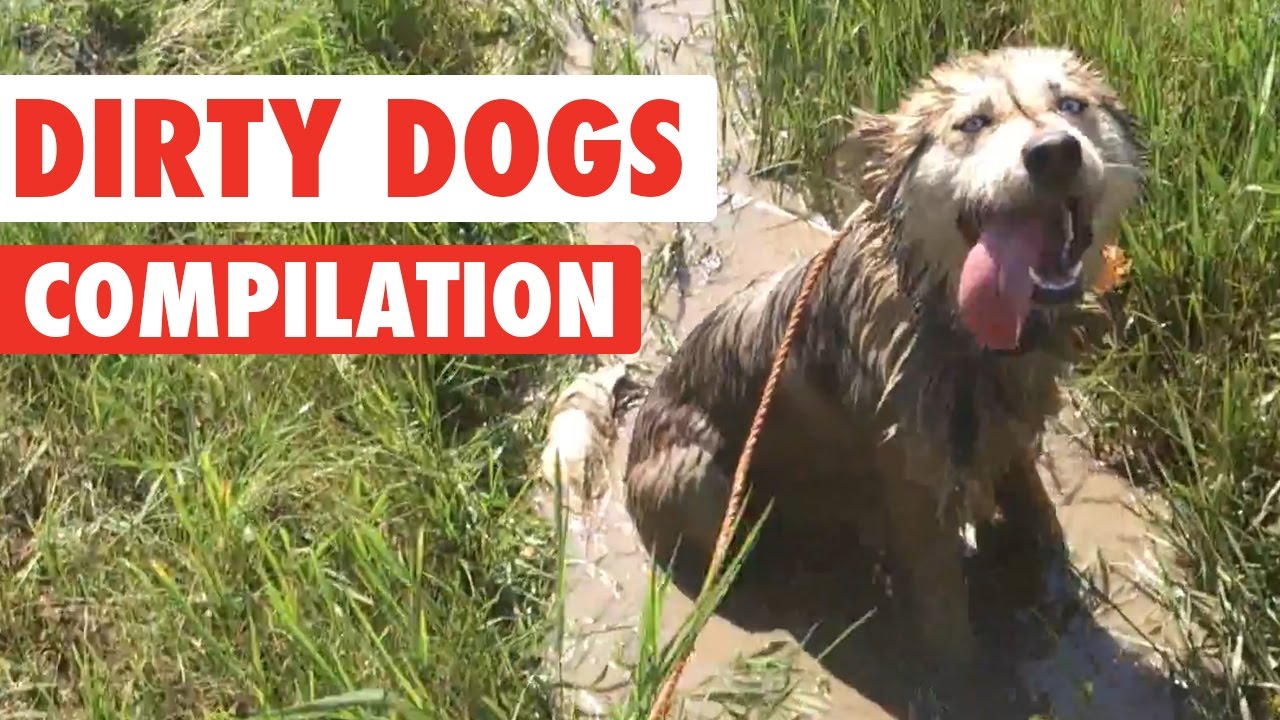 Dirty Dogs Video Compilation 2016