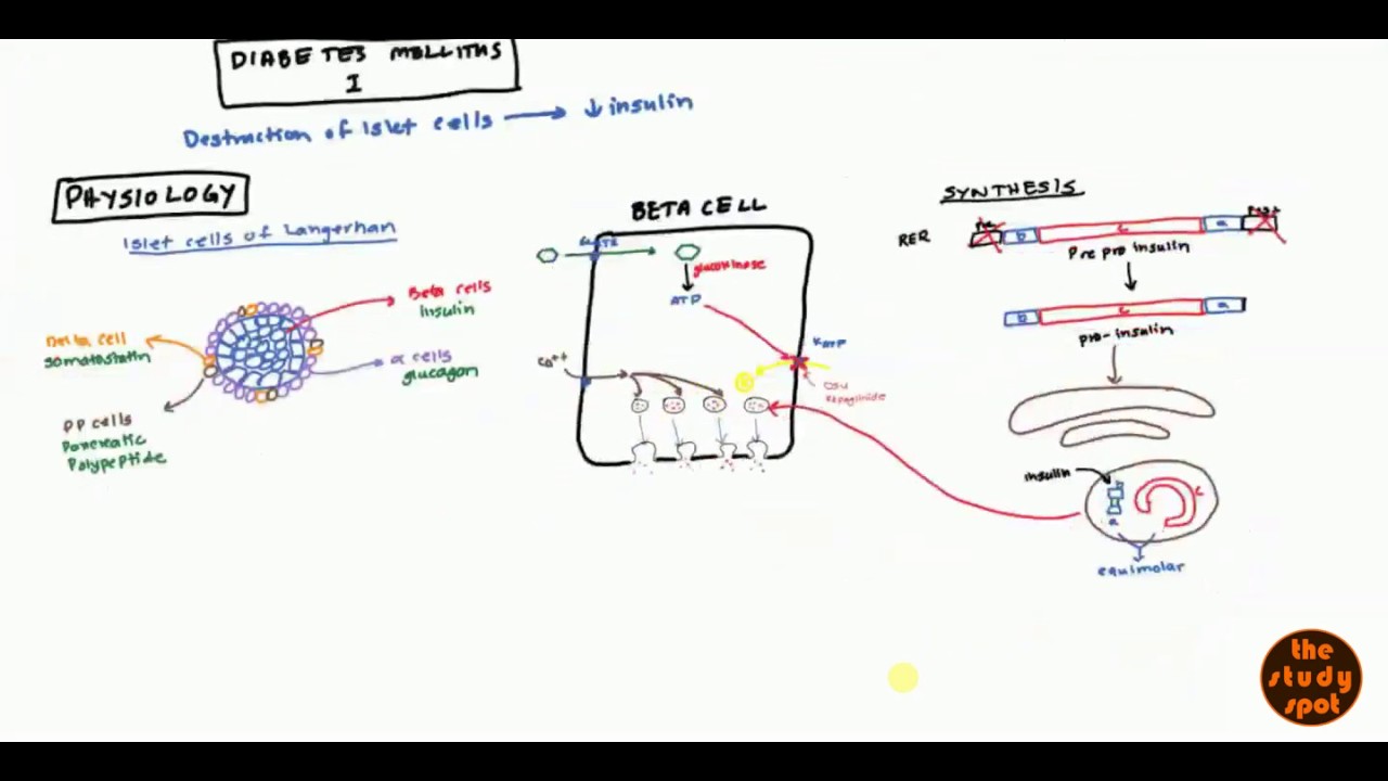 Diabetes Mellitus Type 1 for USMLE Step1 and USMLE Step 2