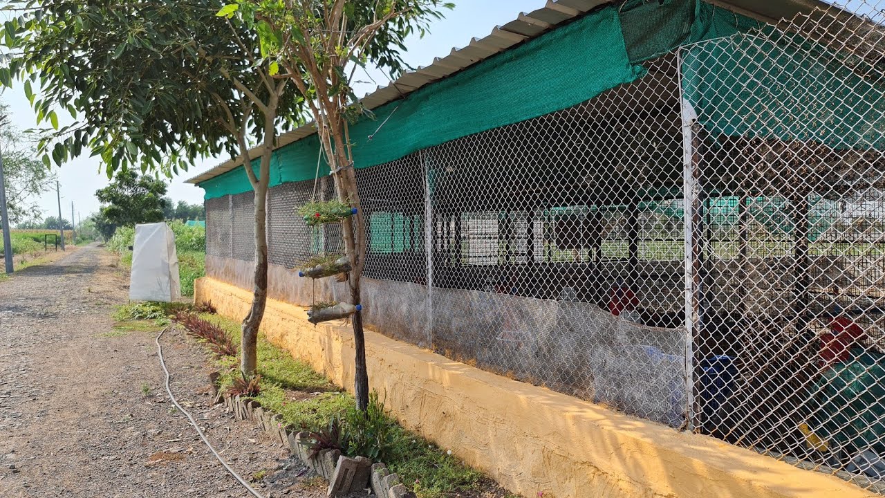 Poultry Shed construction l Direction l Material l investment l