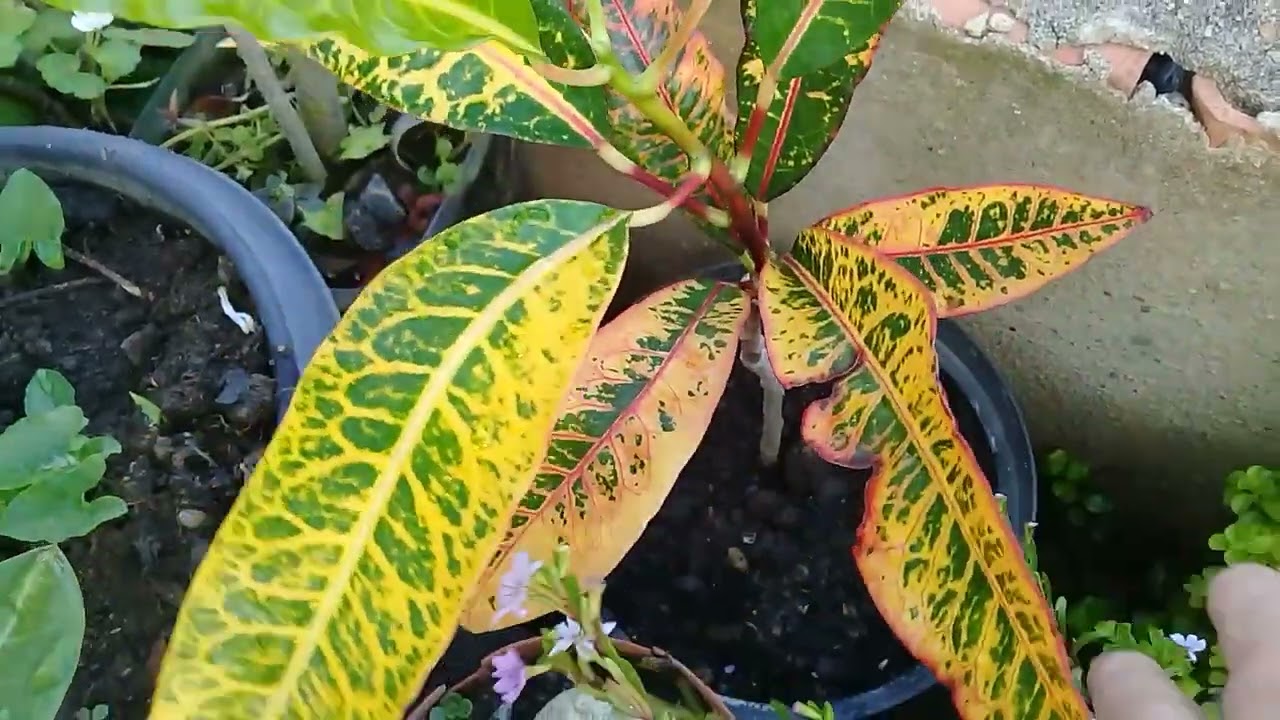 Cores lindas e uma grande variedades da espécie!  Amo os crotons 😍😍😍