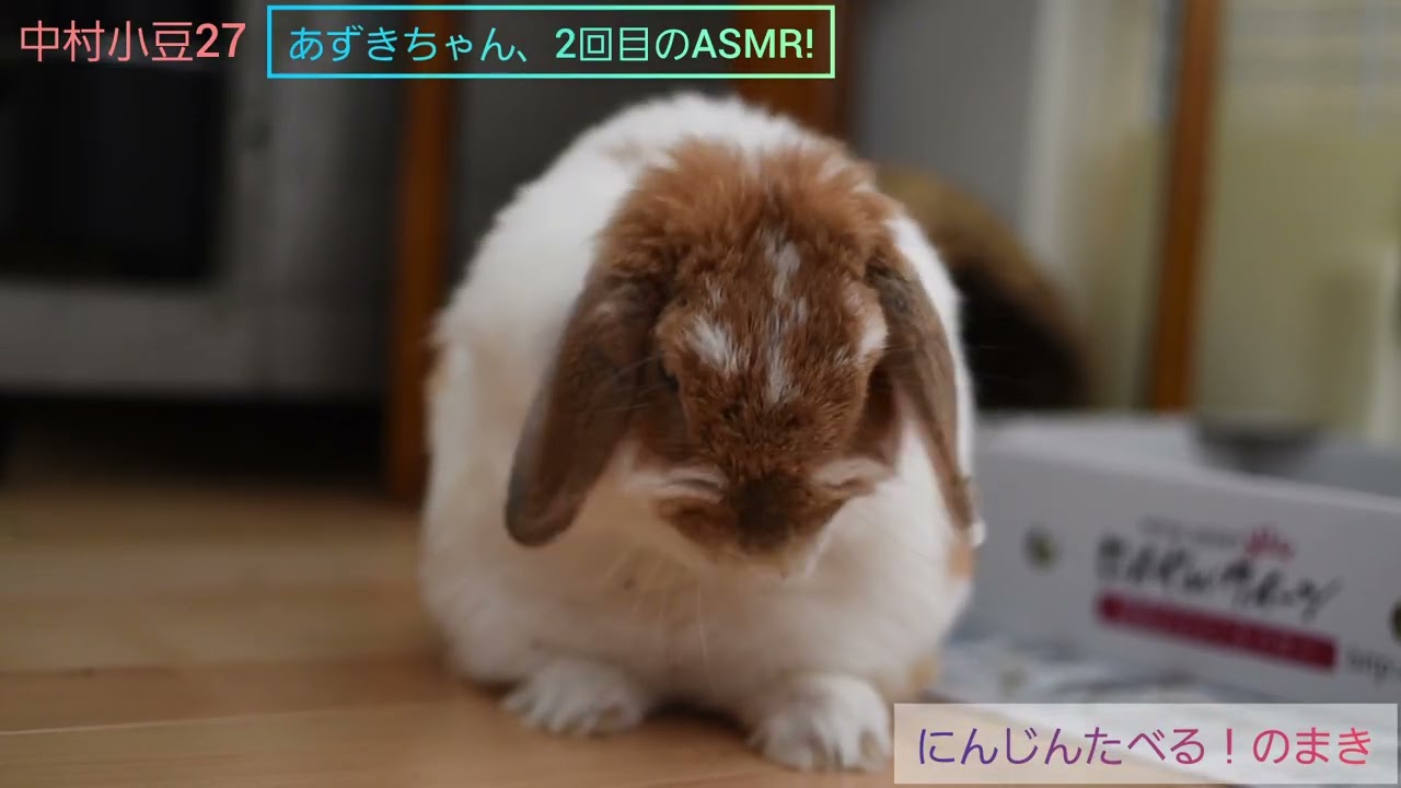 中村小豆27  あずきちゃん、2回目ASMR!  ｢にんじんたべる！のまき｣