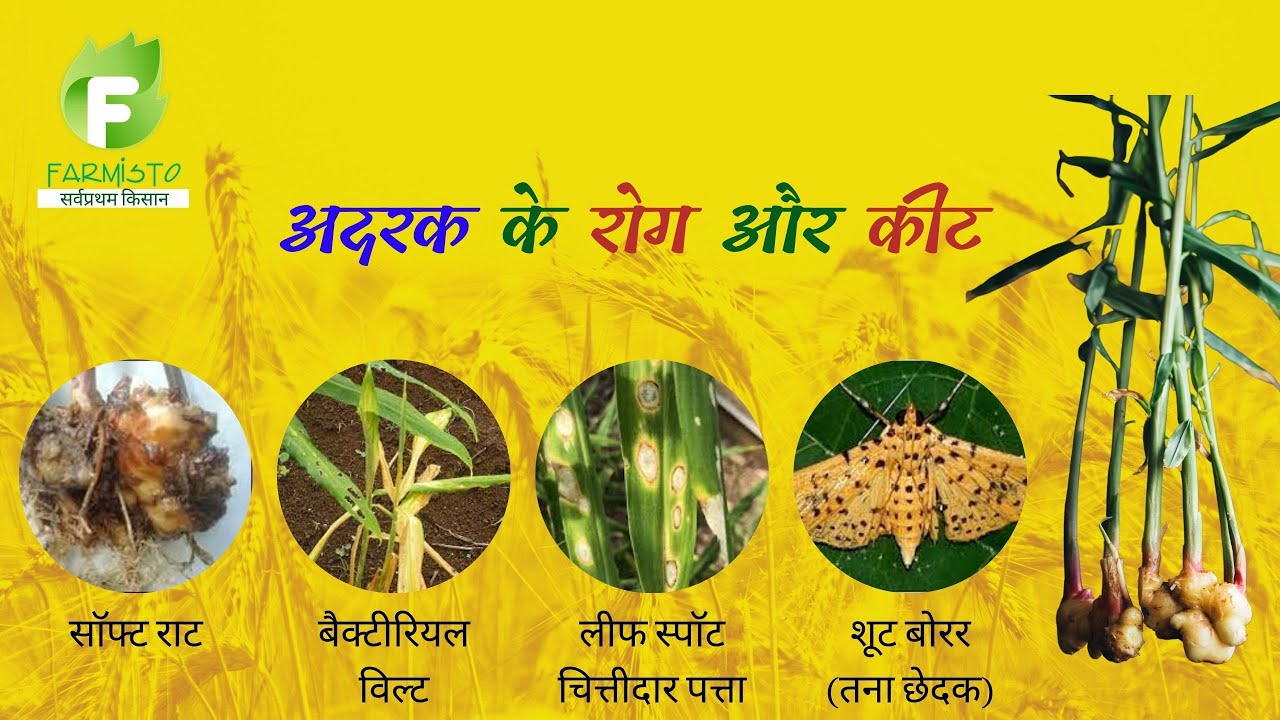 अदरक के रोग और कीट,  Ginger Disease & Insects FARMISTO सर्वप्रथम किसान FYT 005