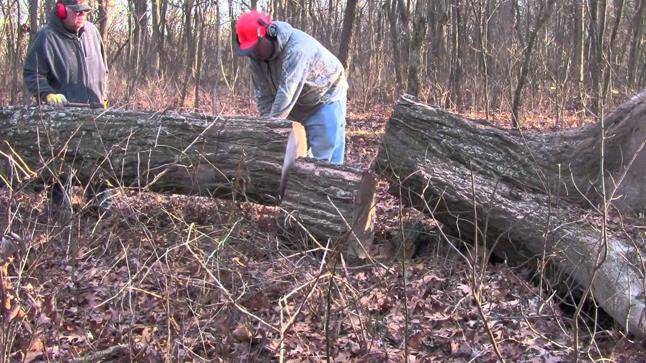 cutting 2 foot + diameter oak firewood with stihl 029.mts