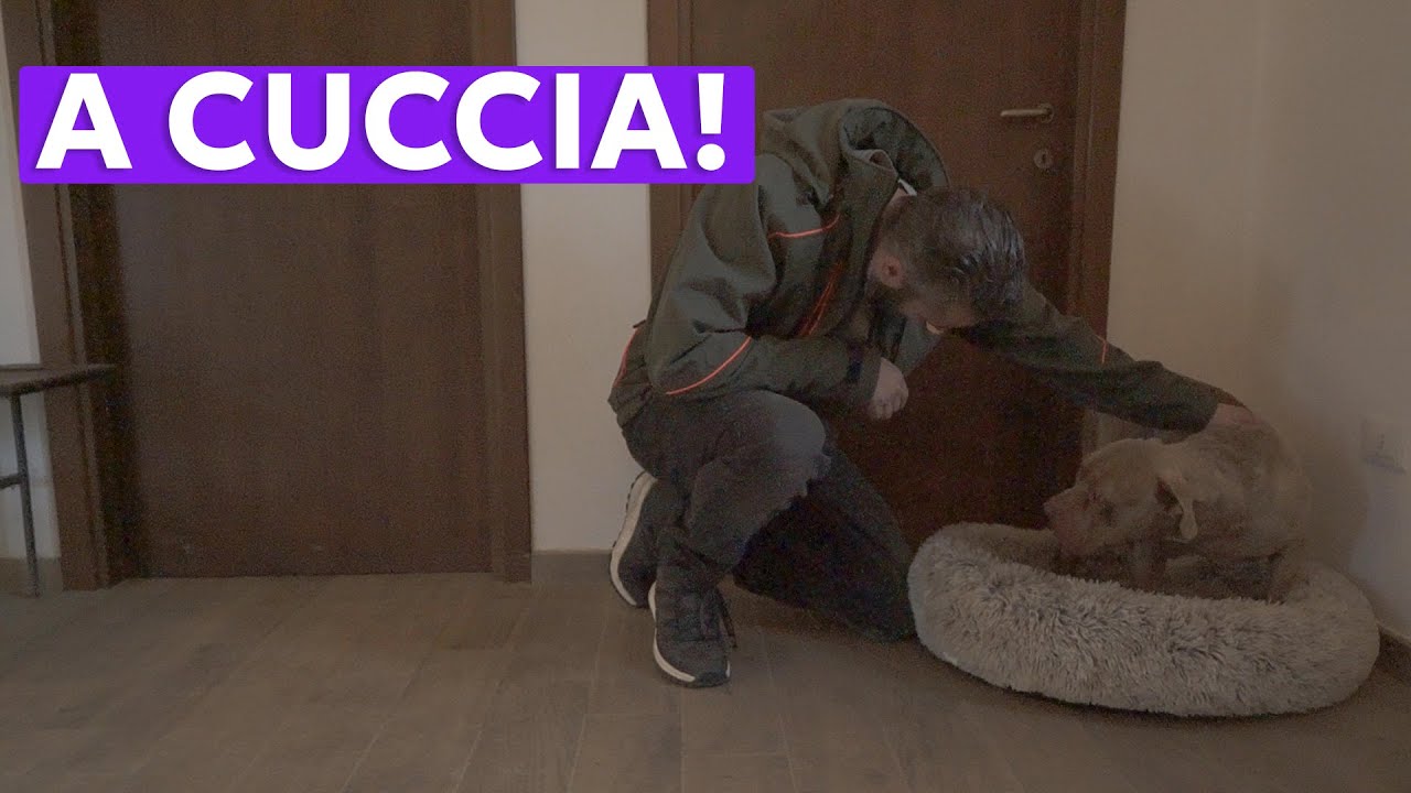 COME INSEGNARE LA PERMANENZA SUL CUSCINO, SULLA CUCCIA O SULLA BRANDINA.