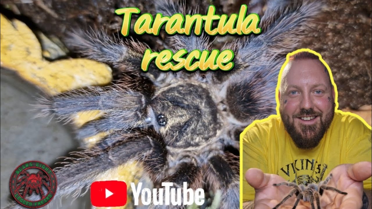 Two beautiful tarantulas rescued and rehoused