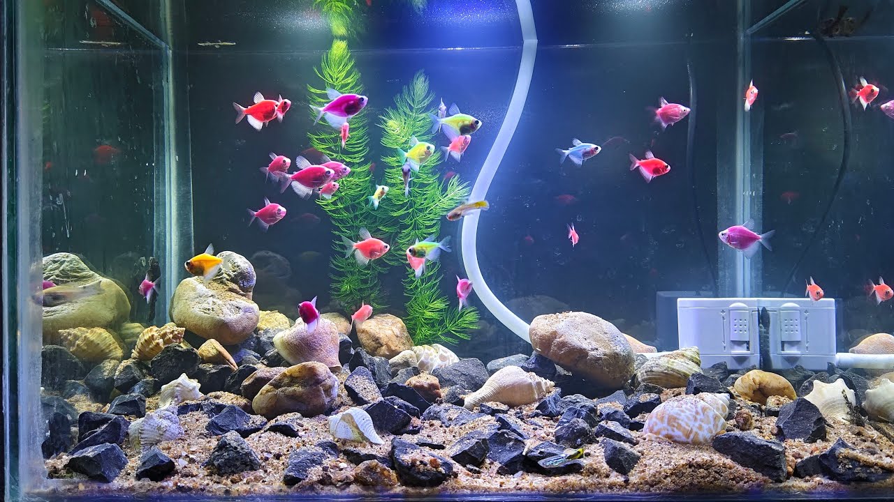 mere fishes ka Chhota Sa Jannat 🐟🐠😊,,,,, #fish #aquarium