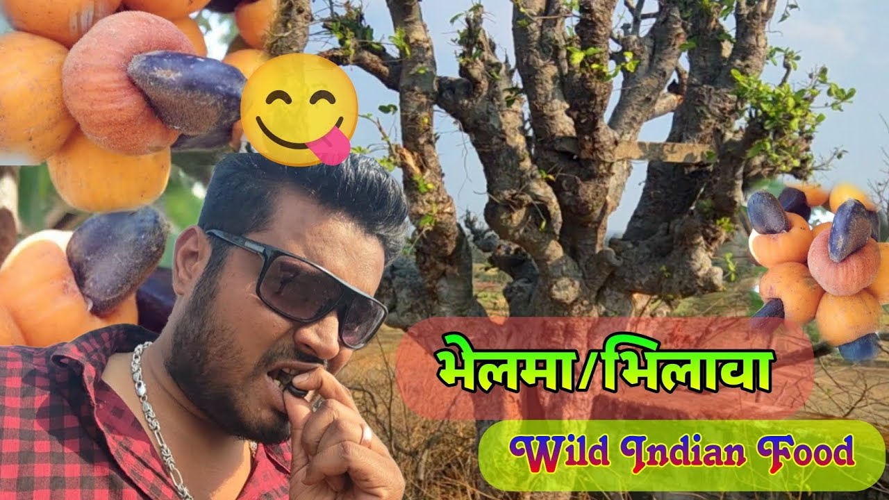जंगली भिलावा का पेड़ और उसके फल भेलमा | Bhilava wild Indian Food 😋 Vlog Mandla