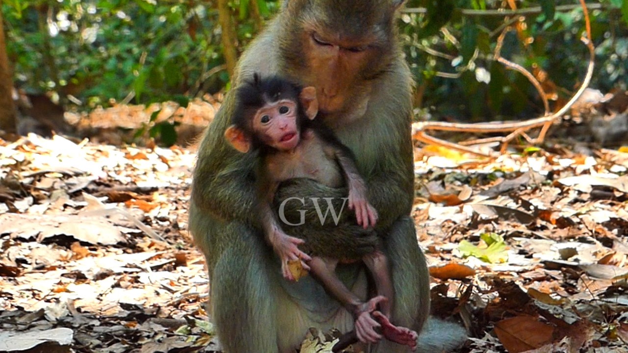 Cute baby very motion during her momma hold with confidence