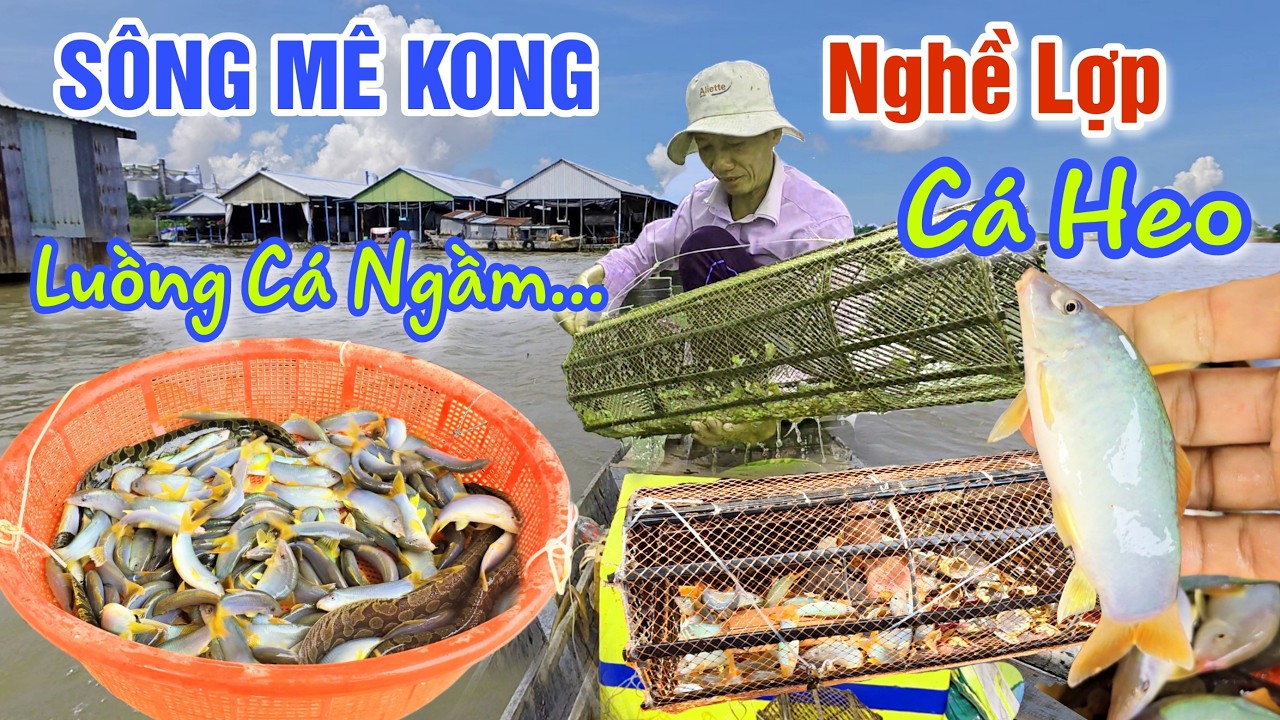 LŨ SÔNG MÊ KONG RÚT MẠNH - NGHỀ LỢP CÁ HEO ĐỐI MẶT NHỮNG CƠN SÓNG DỮ