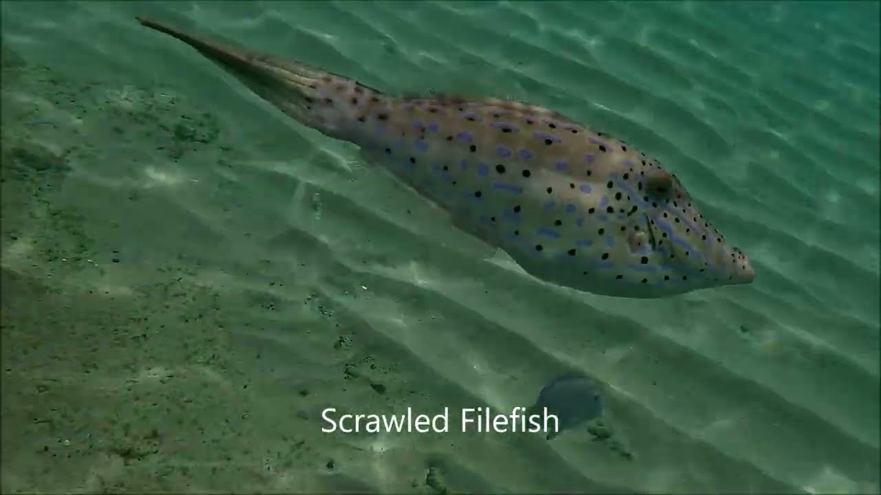 Snorkeling at Playa Grandi, Curaçao
