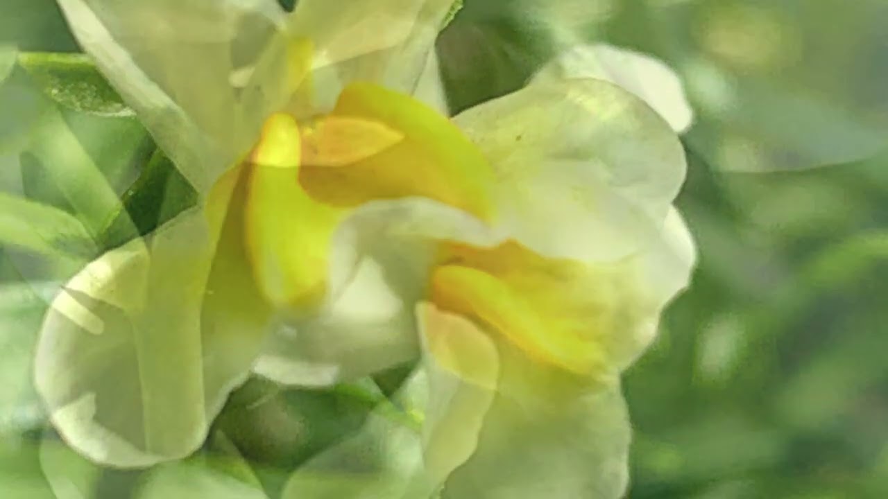 ネメシアの花言葉は「包容力」「正直」　　　　　　　　　　癒しの花と音楽