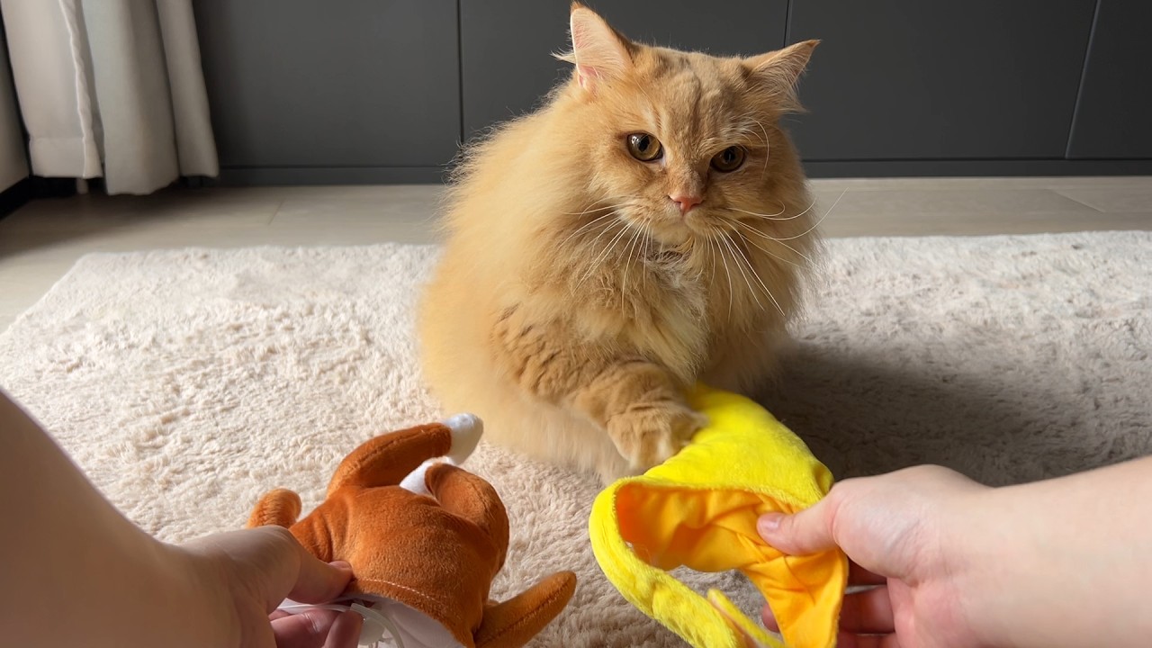 Trick & Treat with My Cat - Day 31