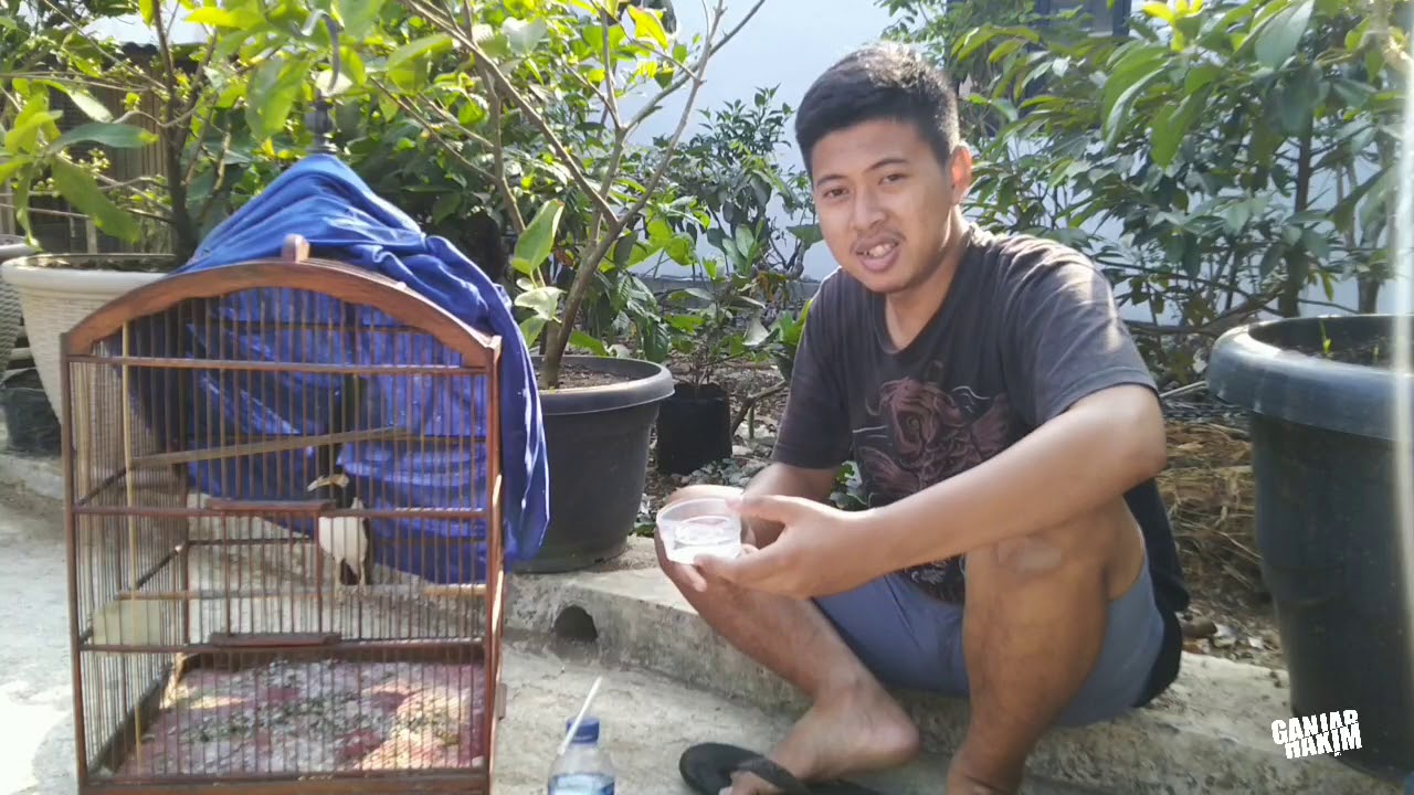 Cara Terapi Lapar Burung Jalak Agar Cepat Jinak
