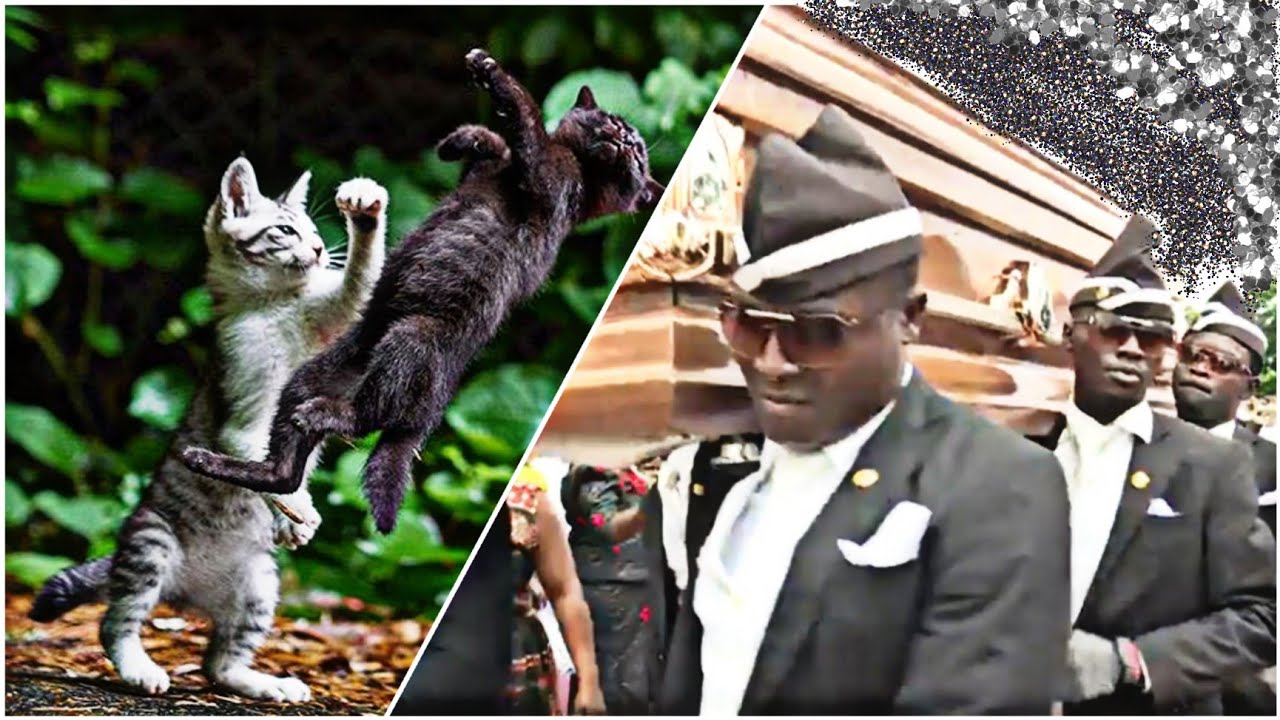 Funniest ANIMAL FIGHTS⚰ COFFIN DANCE MEME #7