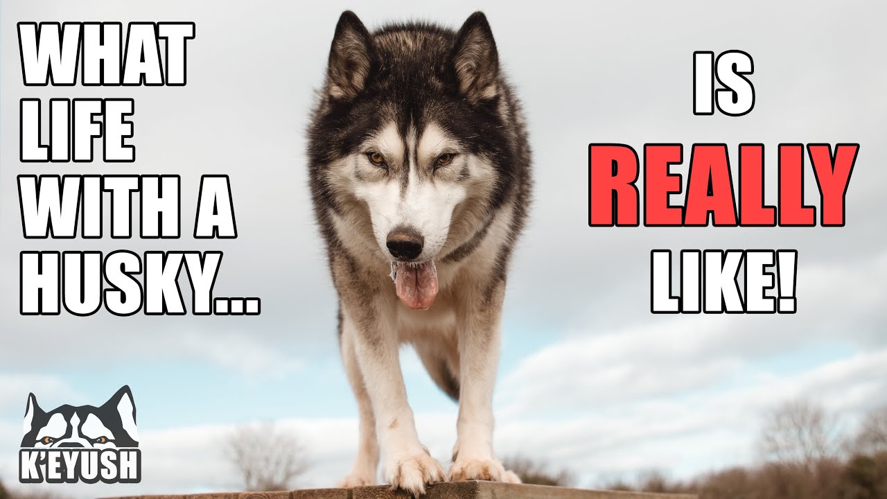 You Might NOT Want A HUSKY After Seeing This!