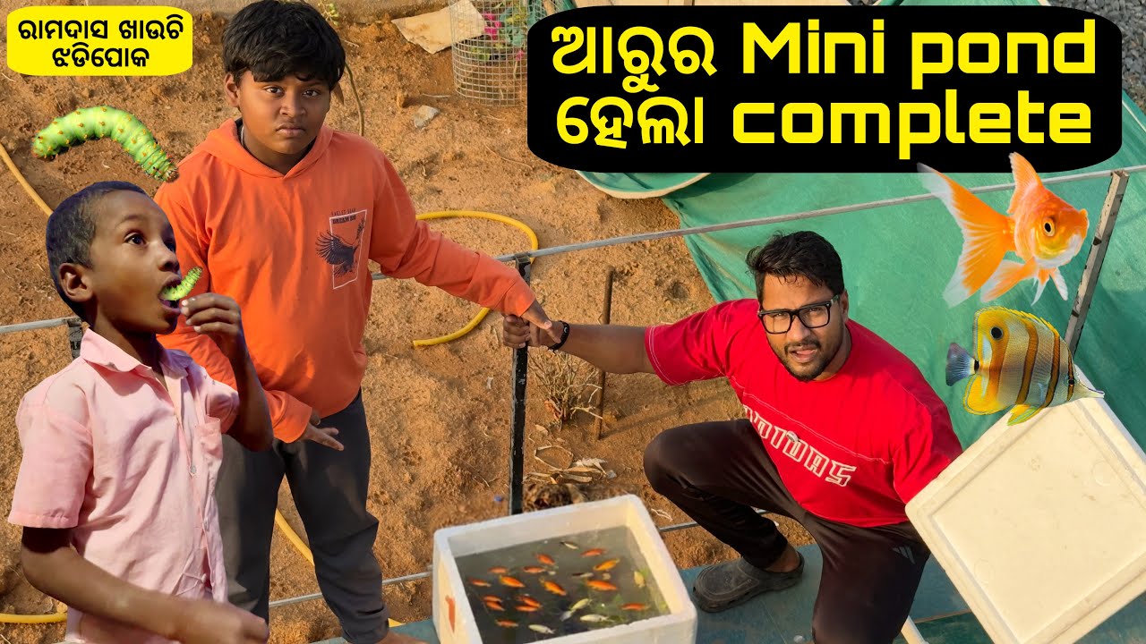 ରାମଦାସ ଖାଉଚି  ଝଡିପୋକ 😭 || ଆରୁର Mini pond ହେଲା complete..