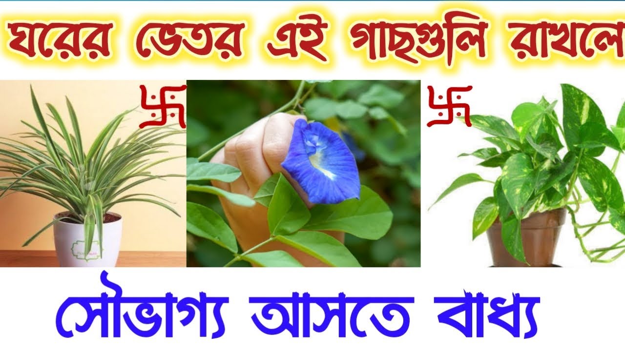 ঘরের ভিতরে এই গাছগুলি রাখলে সৌভাগ্য আসতে বাধ্য - বাস্তুশাস্ত্র