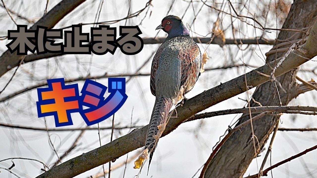 木に止まるキジ