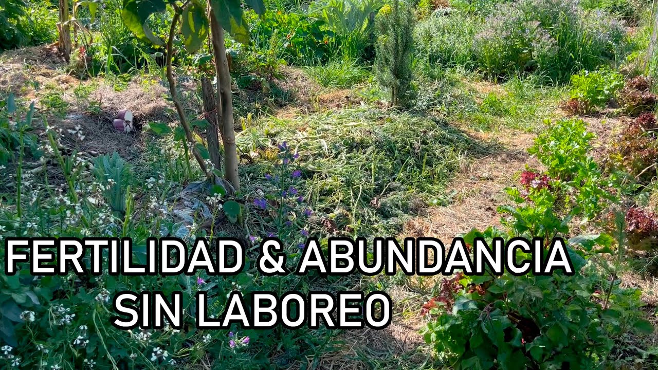 NUEVO Cantero SIN LABOREO - CHOP and DROP en Bosque de Alimentos, REGENERANDO SUELO con  Plantas