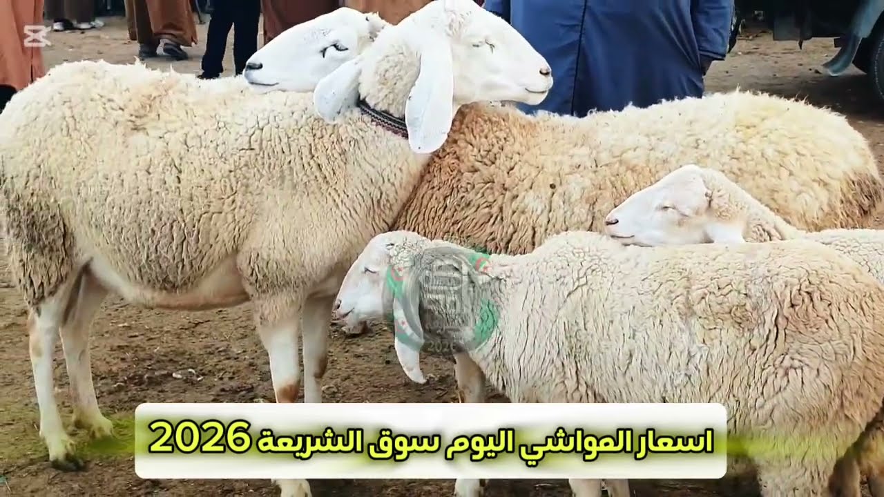 اسعار المواشي الجزائر اليوم: مقتطف بسوق الشريعة تبسة 21/2/2026 مستجدات حول الأسعار التغطية الأخ فتحي