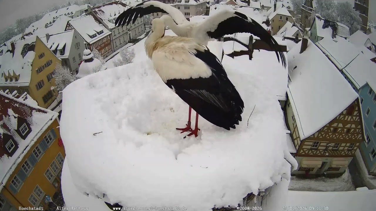 ❄️❄️Gerome & Frieda - Hoechstadt, DE - 27.01.2026