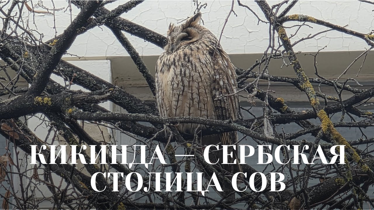 Город сов и тыкв — прогулка по КИКИНДЕ 🎃
