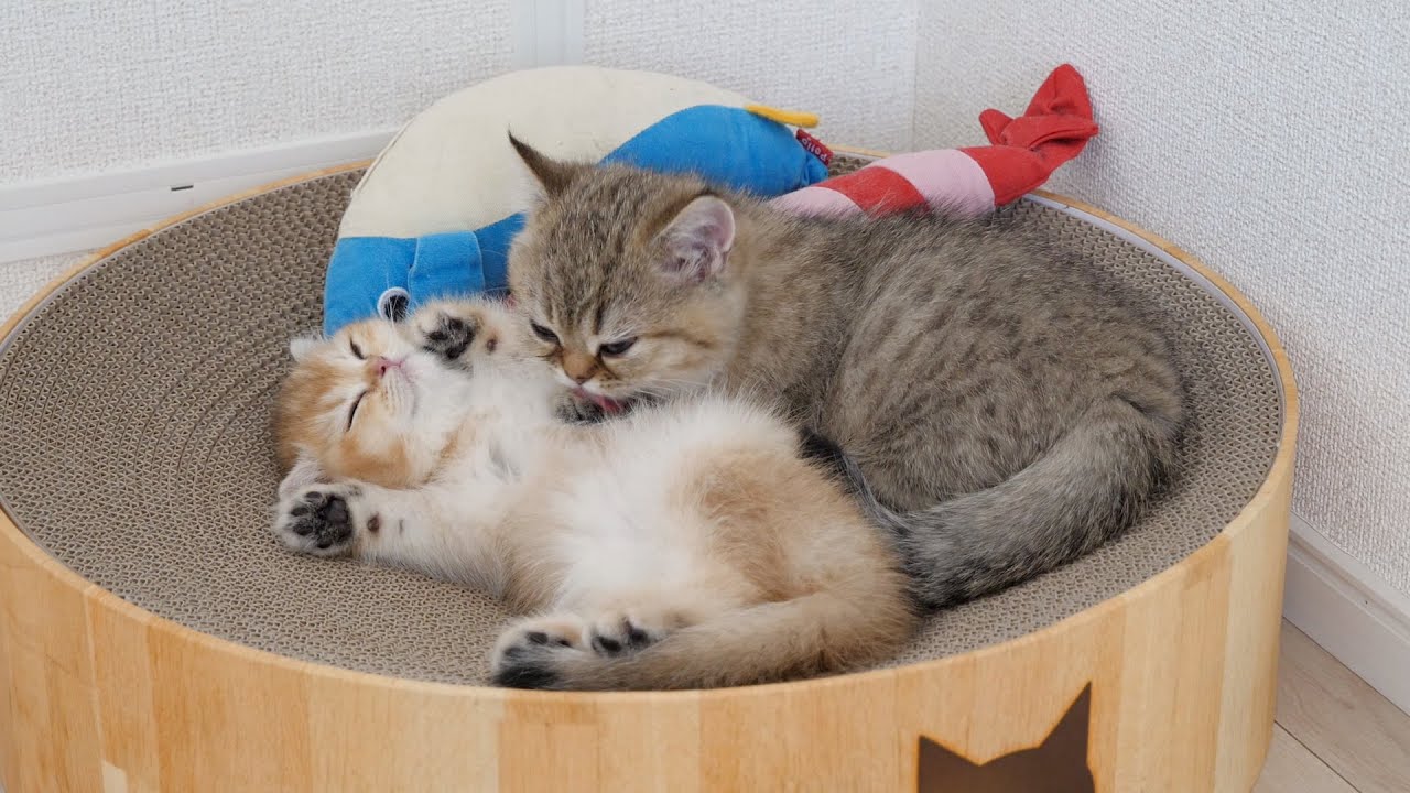 Kitten Choco is grooming her sister cat Pucca, gentle.