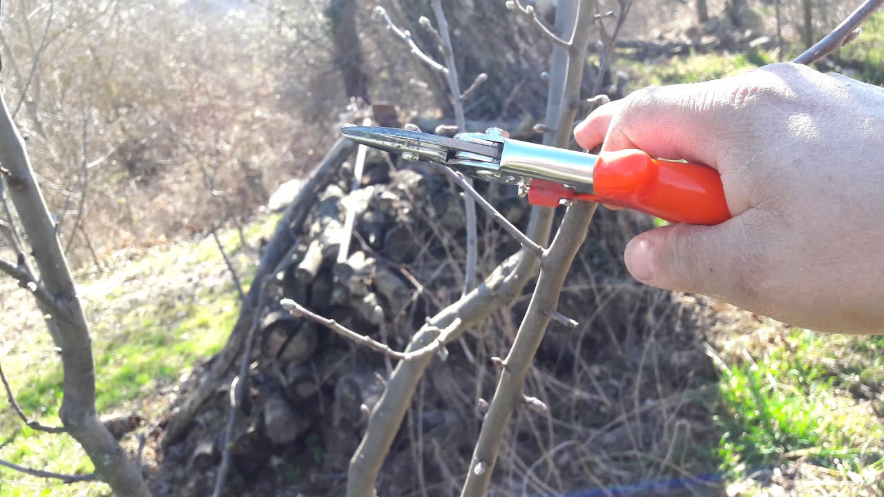 Potatura Melo 2019   2