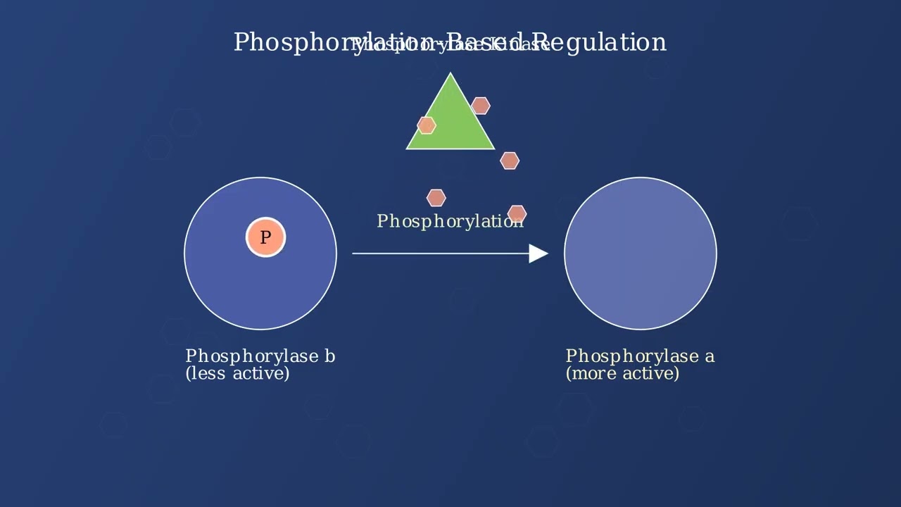 Glycogenolysis – Enzymes, Steps, Regulation, Functions