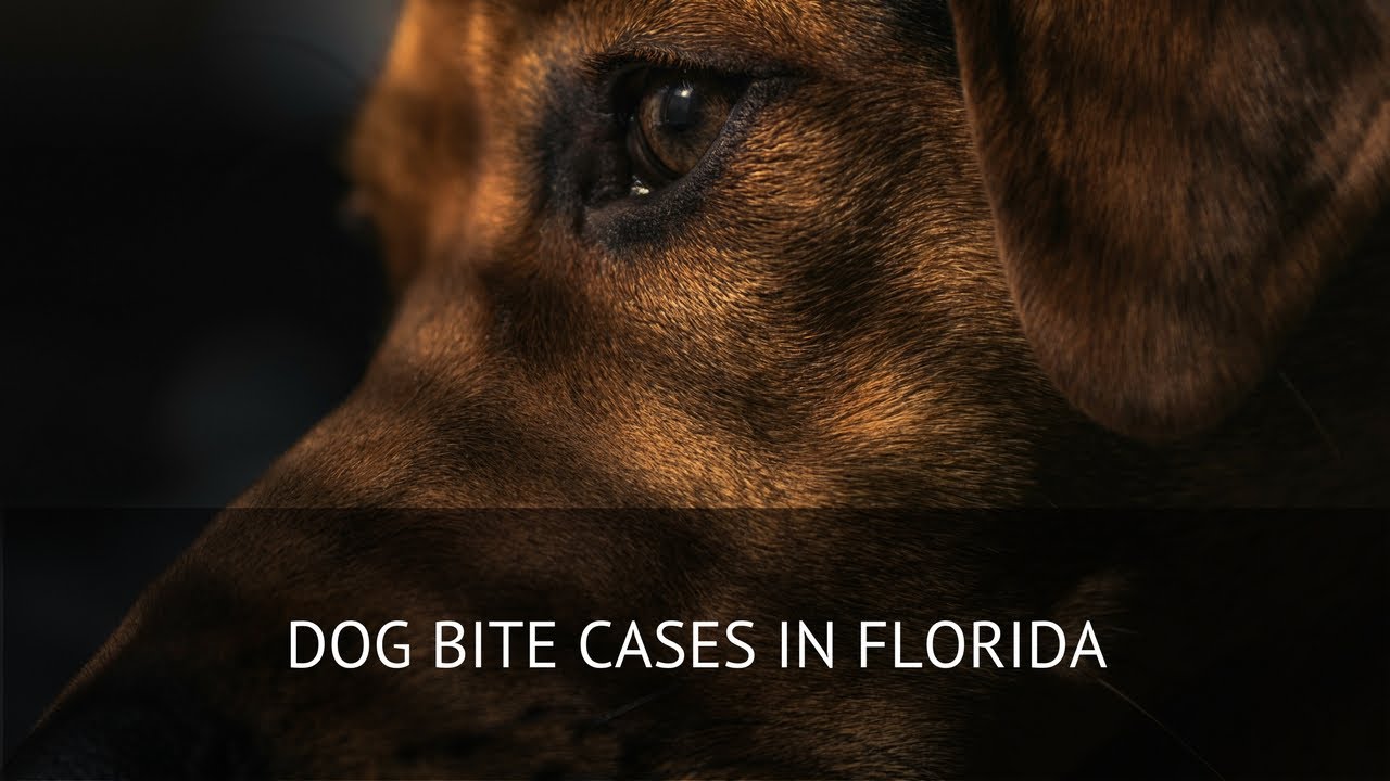 Dog Bite Cases in Florida