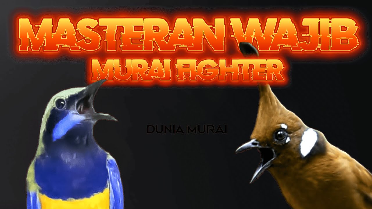 #13 MASTERAN MURAI BATU FULL ISIAN CILILIN VS CUCAK CUNGKOK SEJALUR WAJIB DIPUTAR!