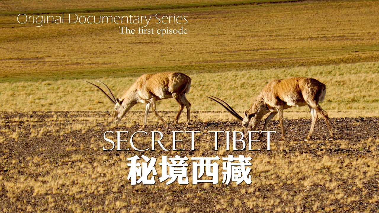原著紀錄片《祕境西藏》第一集【藏羚羊】| Original documentary series 