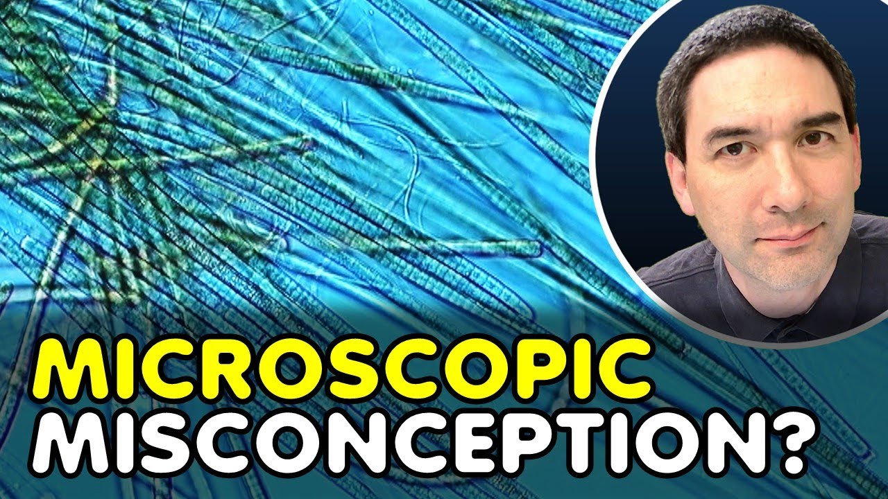 Cyanobacteria vs. Algae: What’s Really Under the Microscope?